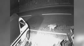 CCTV footage shows wild leopard preying on pet dog in Sri Lankan town