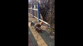 dog and cat party