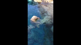 polar bear in AU