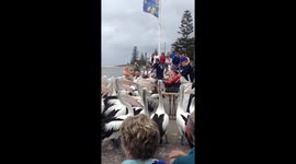 pelican feeding
