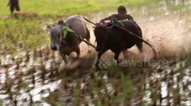 Year of the Ox: Watch men get dragged through muddy paddy fields in Indonesia cow racing