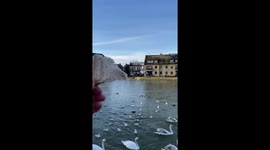 Birds swooping and taking bread from the hand