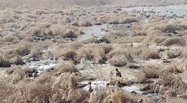 겨울 호수의 오리들