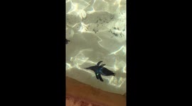 baby penguin swimming
