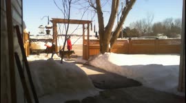 Two Dogs Meet on a bright, sunny walk in the snow