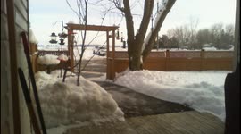 Birds Feeding in Yard