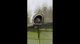 Asian toad eat earthworms