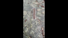 Caterpillar