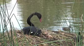 Nesting black awan repels intruding waterbirds – then gets sleepy