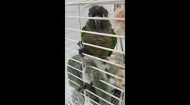 Frodo, my Green Cheeked Conure!