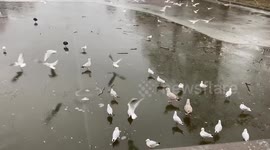 Lake freezes over in St James’s Park