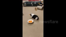 A guinea pig seeks to get carrot from a bowl with *hilarious* consequences. (OK, moderately amusing)