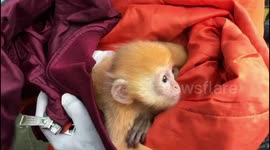 Wildlife rescue team recovers rare trafficked primates from smugglers in Indonesia