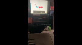 Dog doesn’t want a phone