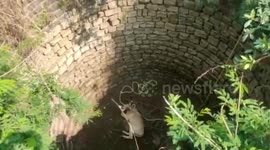 Forest officials rescue Asian antelope from 40-foot-deep well in central India
