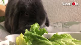 Extremely fluffy bunny takes on her favourite vegetables