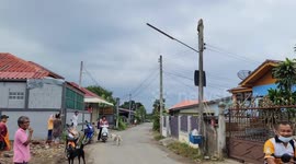 Scared python chased up an electricity post by barking dogs