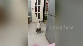 Curious cat stands on hind legs when it sees fireworks for the first time