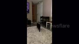 My cat Tiger loves to play Fetch