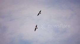 Majestic Bearded Vultures play-fight in air. Slowmotion