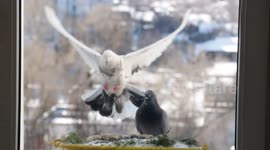 pigeons