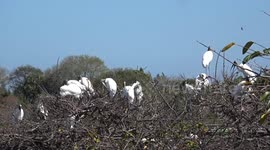 Giant Wood Storks Nesting In South Florida are an Uplifting Sign of Spring