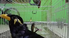 Curious bird keeps pecking hidden camera lens,  she talk with us