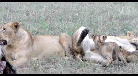 Cute Lion cubs suckling and Grooming at Giraffe kill