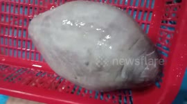 Vietnamese fisherman catches strange marine creature