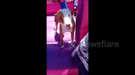 Pitbull loves bouncy castle brought for nine-year-old girl's birthday party