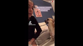 Owner Pranks Adorable Chihuahua by Pretending Not to See her