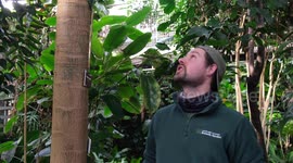 Super-rare Amazonian cactus set to flower for first time ever in UK, botanists claim