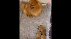 Pomeranian Mommy Feeds Pups