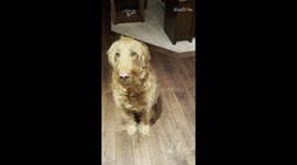 Owner Pranks Dog by Feeding her Invisible Snacks