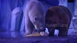Ocean park serves giant dumplings to polar bears during Chinese New Year