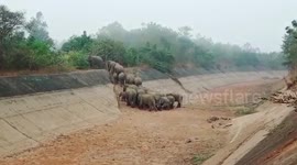 Watch herd of nearly 50 elephants cross dried-out canal in eastern India