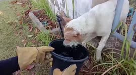 Dog rescued after getting stuck in bars of metal gate while trying to reach female