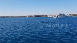 Playful dolphin