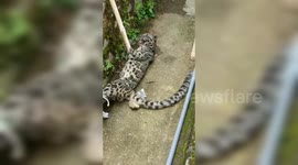 Clouded leopard saved from local anger after entered the settlement