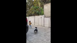 Dog Play drone