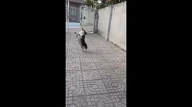 Dog is curious and excited to chase the drone