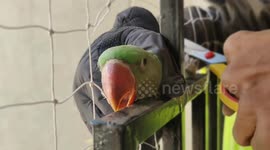 Parrot freed after becoming entangled in ninth floor balcony netting in India