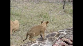 Cute Lion cub stands on Giraffe carcass and crawl inside it while feeding