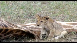 Cute Lion cub chews on Giraffe mane