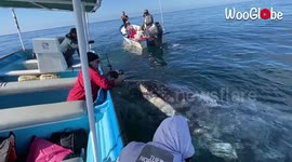 'This is amazing!' Curious whales breach to inspect boaters off Mexico's west coast