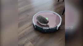 Watch as this pygmy hedgehog gets into all kinds of adventures, from taking baths in the sink to riding around on his owner’s Roomba