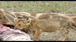 Lions and cute cubs join in on a Giraffe feast