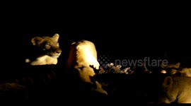 Intimidating scene as lions growl as they feast on giraffe carcass
