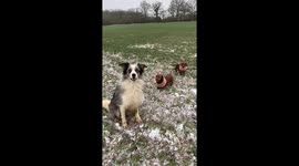 Farm dogs and stick throwing