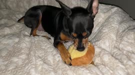 Puppy eating white bread